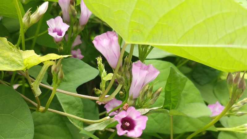 ホシアサガオの花 横浜市旭区鶴ヶ峰本町