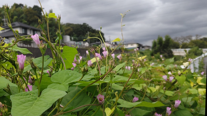 ホシアサガオの花 横浜市旭区鶴ヶ峰本町