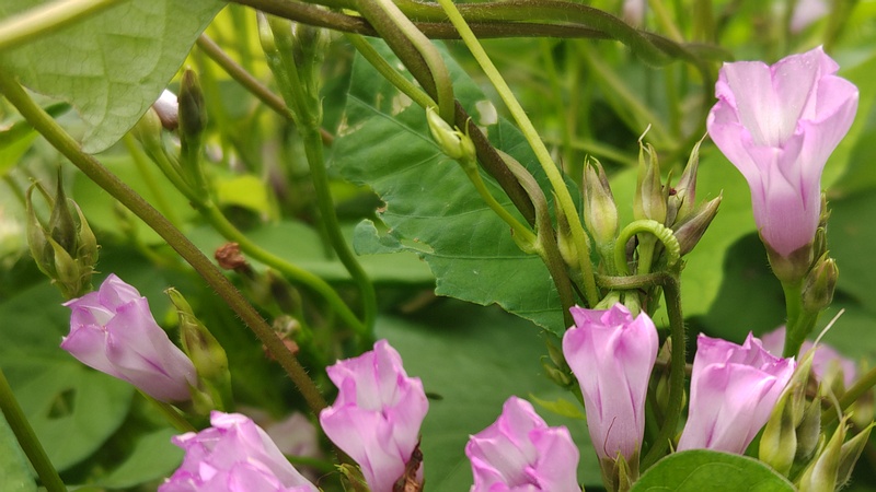 ホシアサガオの花 横浜市旭区鶴ヶ峰本町