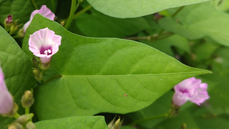 ホシアサガオの花 横浜市旭区鶴ヶ峰本町