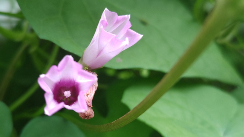 ホシアサガオの花 横浜市旭区鶴ヶ峰本町