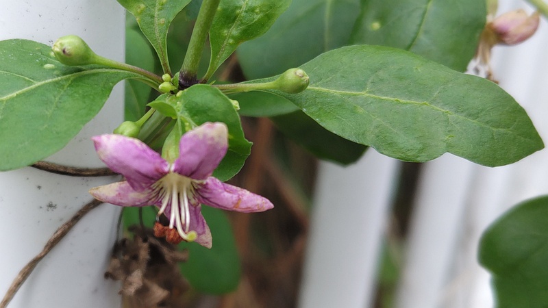 クコの花 横浜市旭区鶴ヶ峰本町