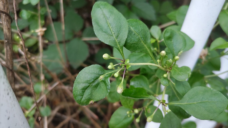 クコの花 横浜市旭区鶴ヶ峰本町