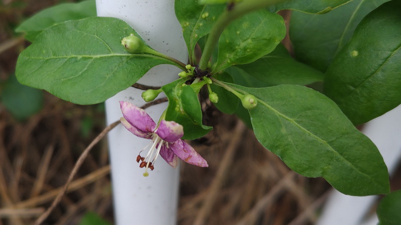 クコの花 横浜市旭区鶴ヶ峰本町