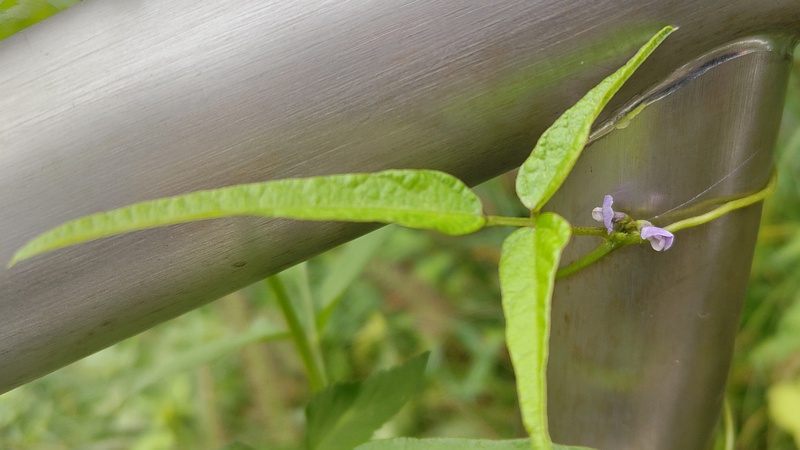 ツルマメの花 横浜市旭区今川町