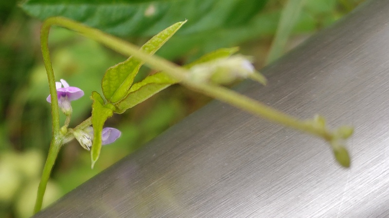 ツルマメの花 横浜市旭区今川町