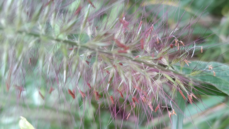 チカラシバの花 横浜市旭区今川町