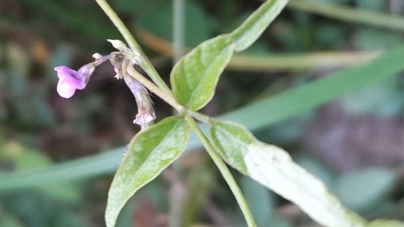 ツルマメの花 横浜市旭区今川町