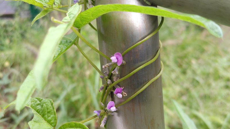 ツルマメの花 横浜市旭区今川町