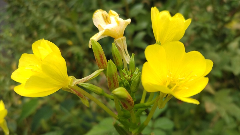 オオマツヨイグサの花 横浜市旭区今宿東町
