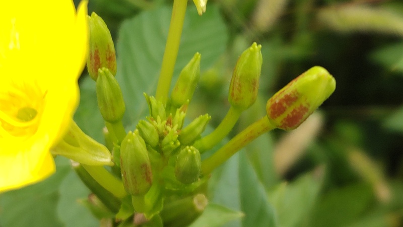 オオマツヨイグサの花 横浜市旭区今宿東町