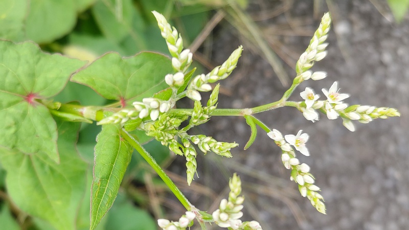 シャクチリソバの花 横浜市旭区今宿東町