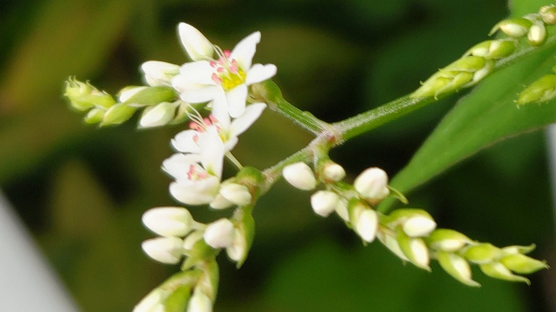 シャクチリソバの花 横浜市旭区今宿東町