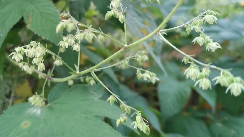 カナムグラの雄花 横浜市旭区今宿南町