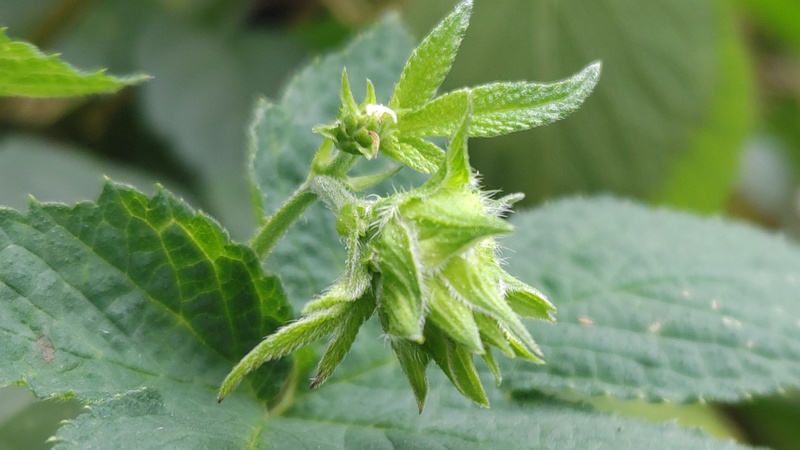 カナムグラの雌花 横浜市旭区今宿南町