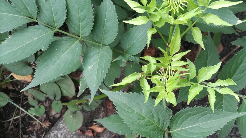 ニワトコ 横浜市旭区今宿南町