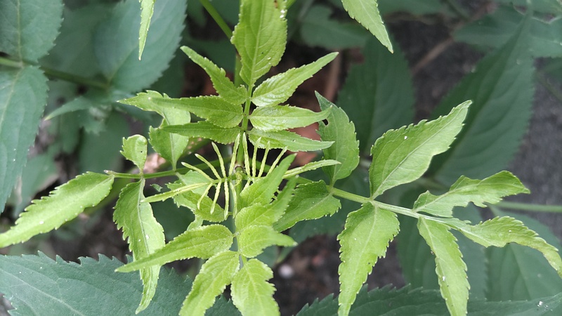 ニワトコ 横浜市旭区今宿南町