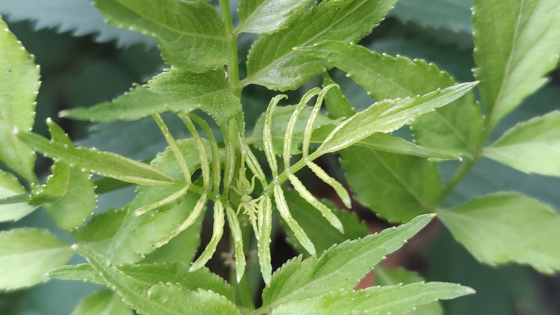 ニワトコ 横浜市旭区今宿南町