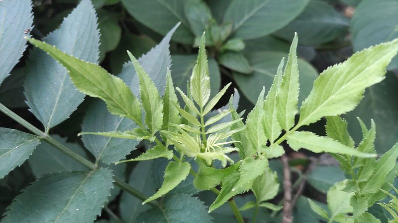 ニワトコ 横浜市旭区今宿南町