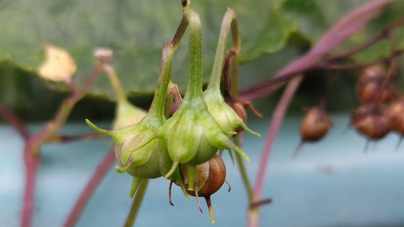 アサガオの果実 横浜市旭区今宿南町