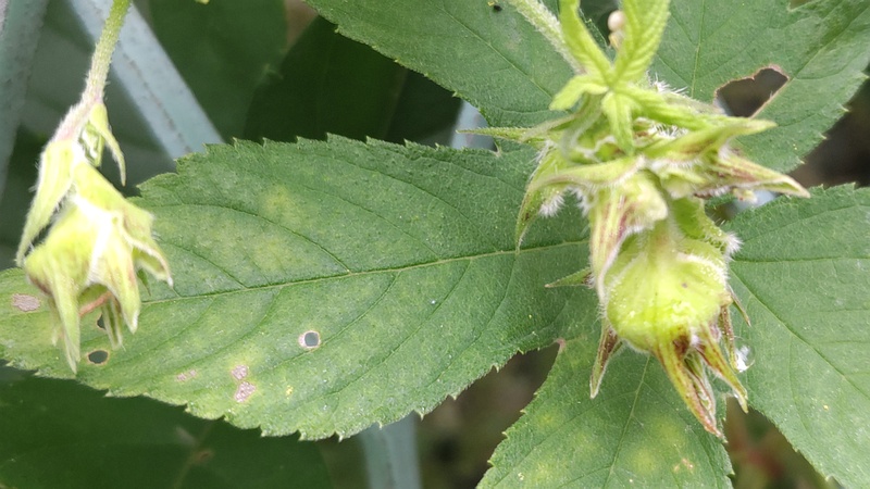 カナムグラの雌花 横浜市旭区今宿南町