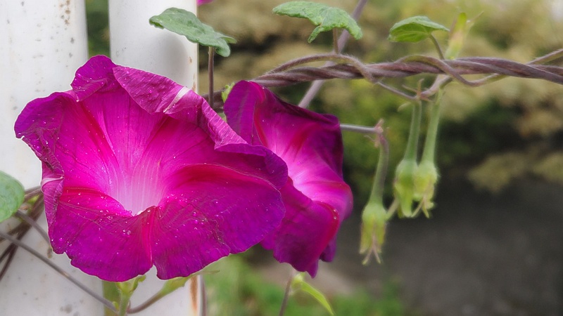アサガオの花 横浜市旭区今宿南町