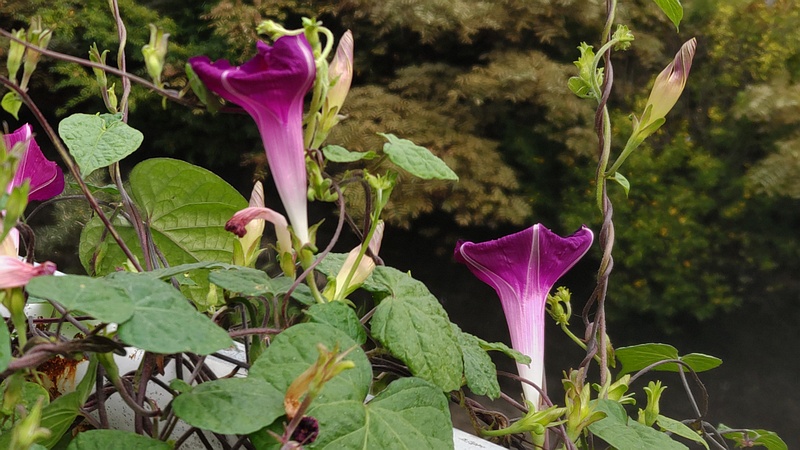 アサガオの花 横浜市旭区今宿南町
