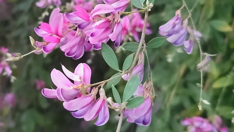 ミヤギノハギの花 横浜市旭区都岡町