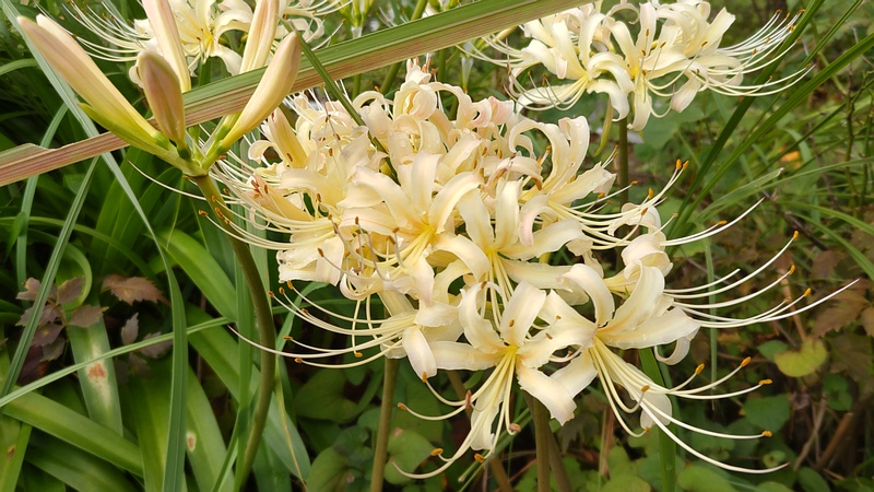 ヒガンバナ 横浜市旭区今宿南町