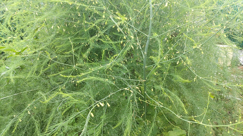 オオミドリボウキの花 横浜市旭区今宿南町