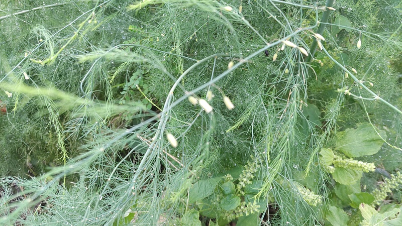 オオミドリボウキの花 横浜市旭区今宿南町