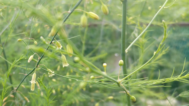 オオミドリボウキの花 横浜市旭区今宿南町