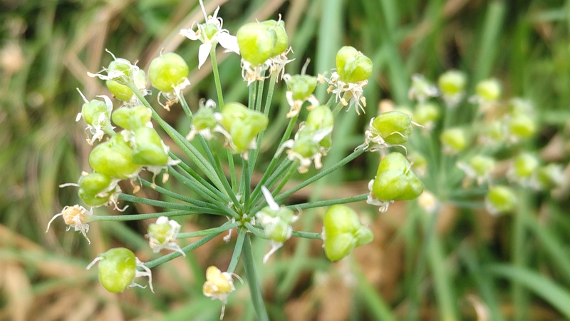 ニラの若い果実 横浜市旭区今宿南町