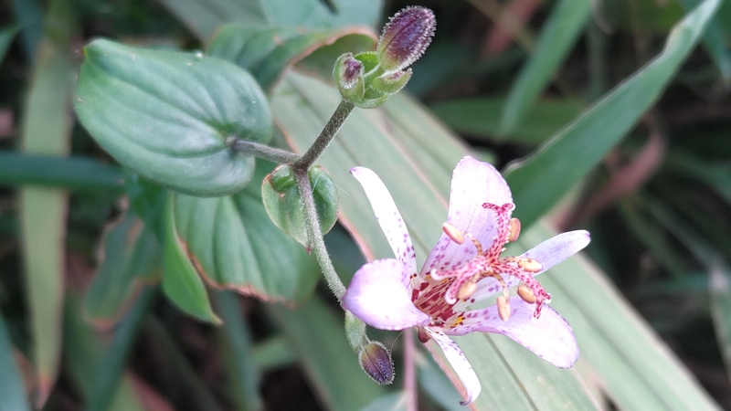 タイワンホトトギスの花 横浜市旭区今宿南町