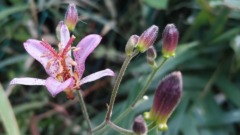 タイワンホトトギスの花 横浜市旭区今宿南町