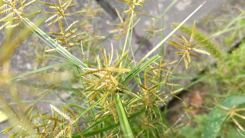 カヤツリグサ 横浜市旭区今宿町