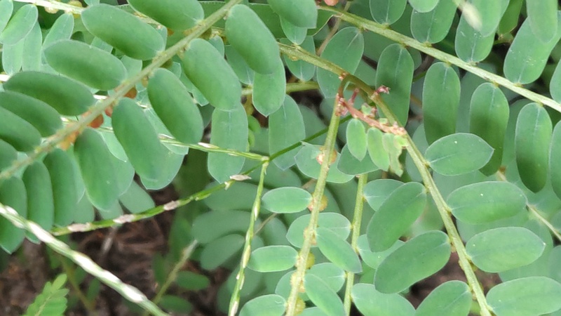 コミカンソウの花 横浜市旭区希望が丘ふれあいの森公園