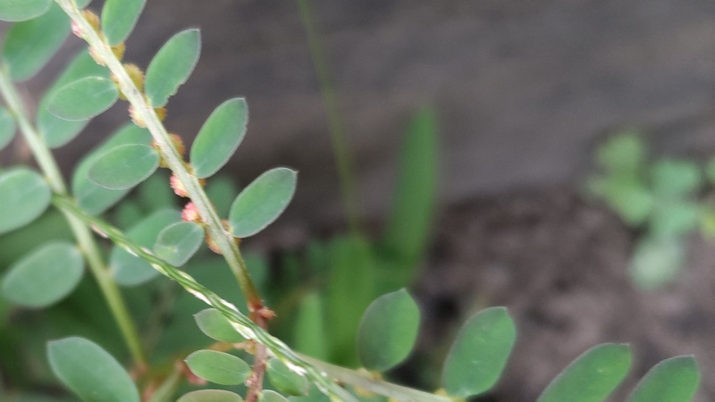 コミカンソウの花 横浜市旭区希望が丘ふれあいの森公園