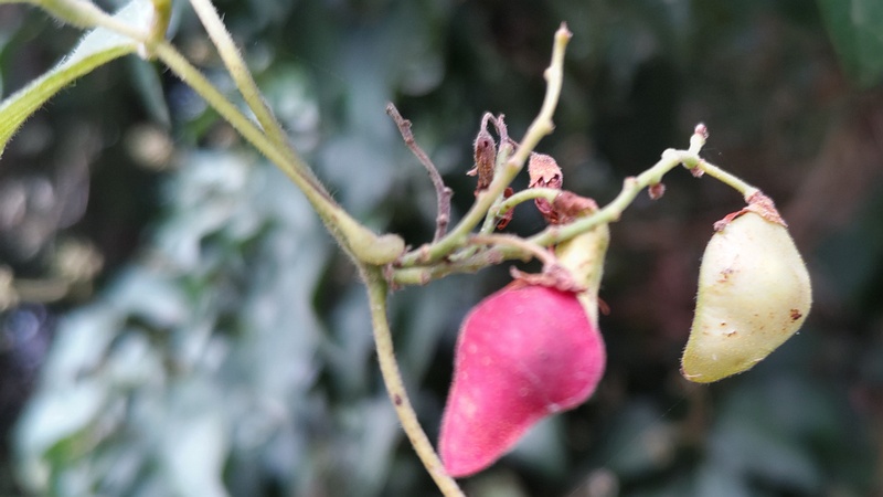トキリマメの若い果実 横浜市旭区中希望が丘