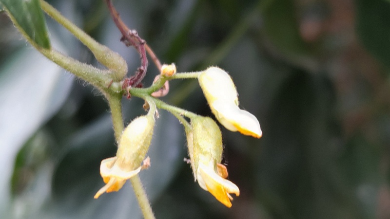トキリマメの花 横浜市旭区中希望が丘