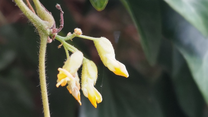 トキリマメの花 横浜市旭区中希望が丘