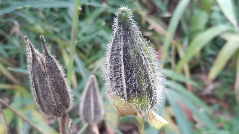 モミジアオイの果実 横浜市旭区希望が丘水の森公園