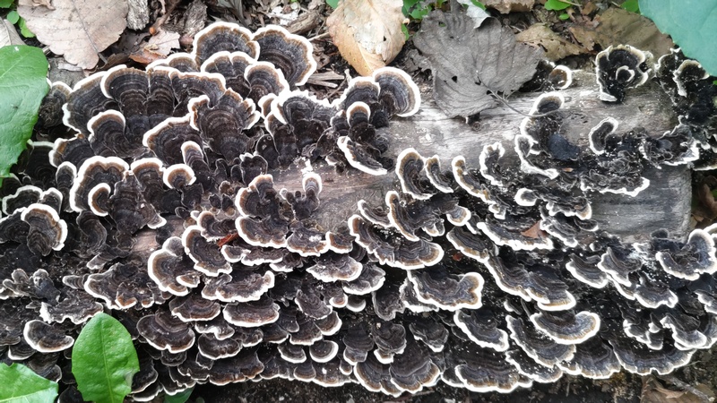 カワラタケ 横浜市旭区希望が丘水の森公園