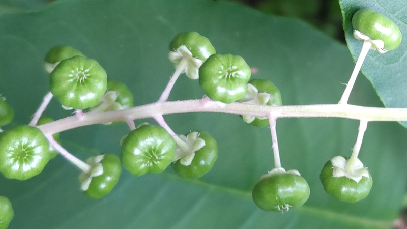ヨウシュヤマゴボウの若い果実 横浜市旭区希望が丘水の森公園