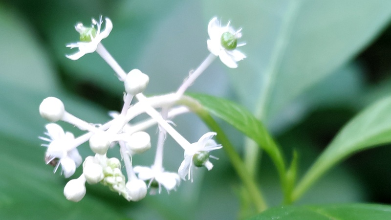 ヨウシュヤマゴボウの花 横浜市旭区希望が丘水の森公園