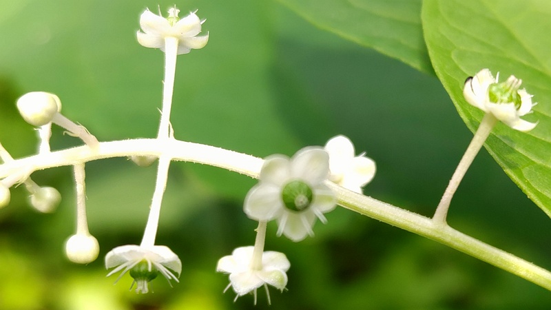 ヨウシュヤマゴボウの花 横浜市旭区希望が丘水の森公園