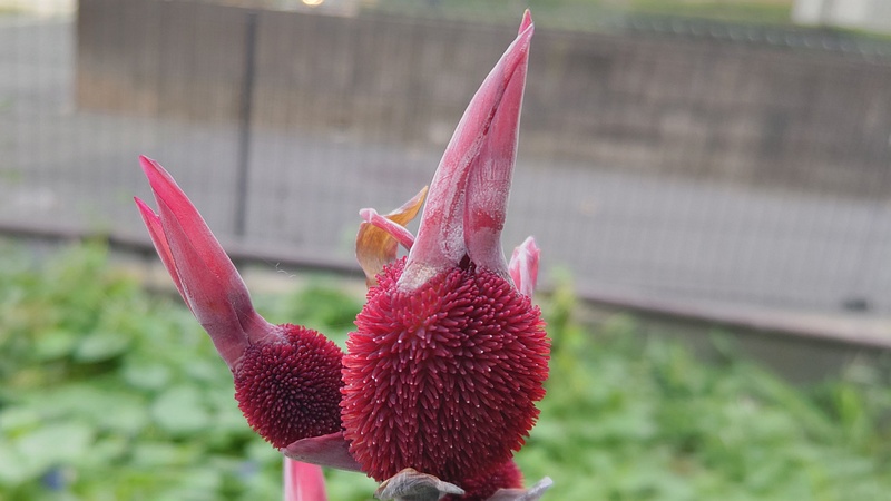 カンナの若い果実 横浜市旭区希望が丘水の森公園