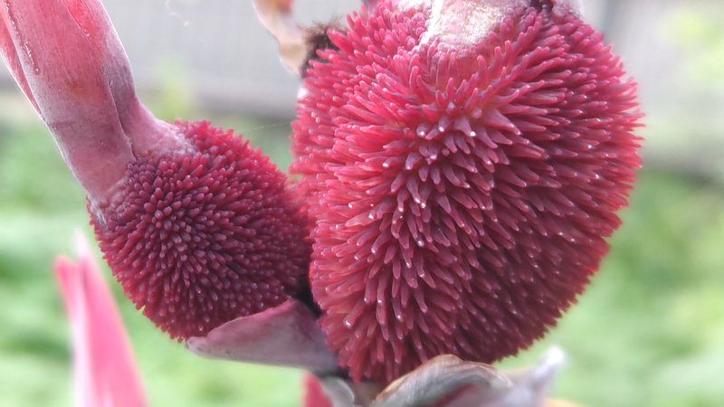 カンナの若い果実 横浜市旭区希望が丘水の森公園