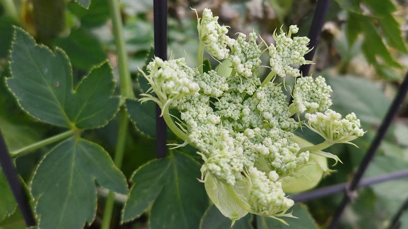 アシタバの花 横浜市旭区中希望が丘