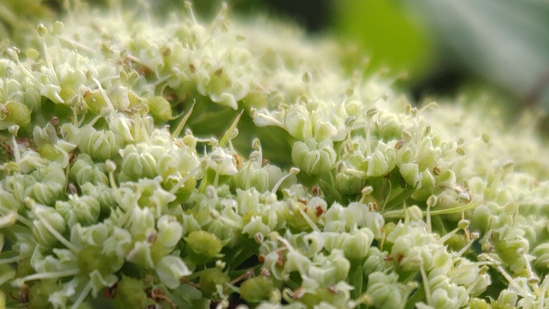 アシタバの花 横浜市旭区中希望が丘